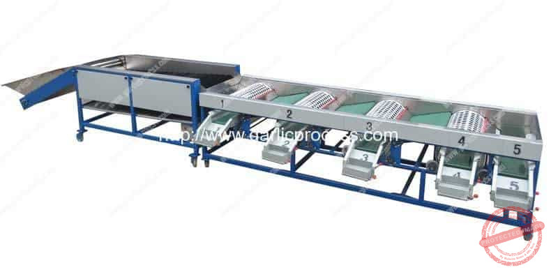 Garlic-Sorting-Machine-with-Brush-Cleaning-Fucntion-for-Ukraine-Market